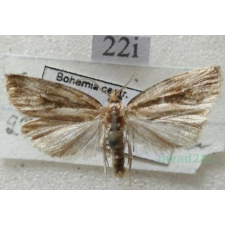 Endothenia quadrimaculana (Haworth, 1811) Czech22i
